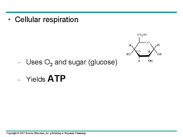  • Cellular respiration – Uses O 2 and sugar (glucose) – Yields ATP