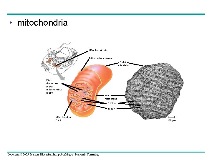  • mitochondria Mitochondrion Intermembrane space Outer membrane Free ribosomes in the mitochondrial matrix