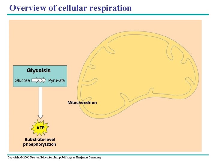 Overview of cellular respiration Glycolsis Glucose Pyruvate Mitochondrion ATP Substrate-level phosphorylation Copyright © 2005