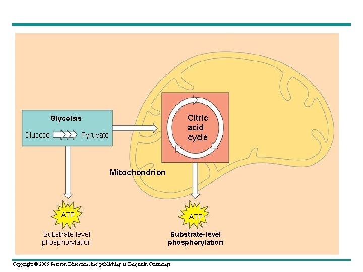 Citric acid cycle Glycolsis Glucose Pyruvate Mitochondrion ATP Substrate-level phosphorylation Copyright © 2005 Pearson