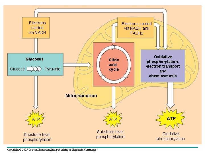 Electrons carried via NADH and FADH 2 Glycolsis Glucose Citric acid cycle Pyruvate Oxidative