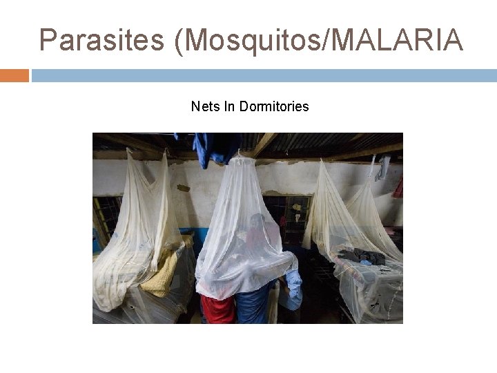 Parasites (Mosquitos/MALARIA Nets In Dormitories 