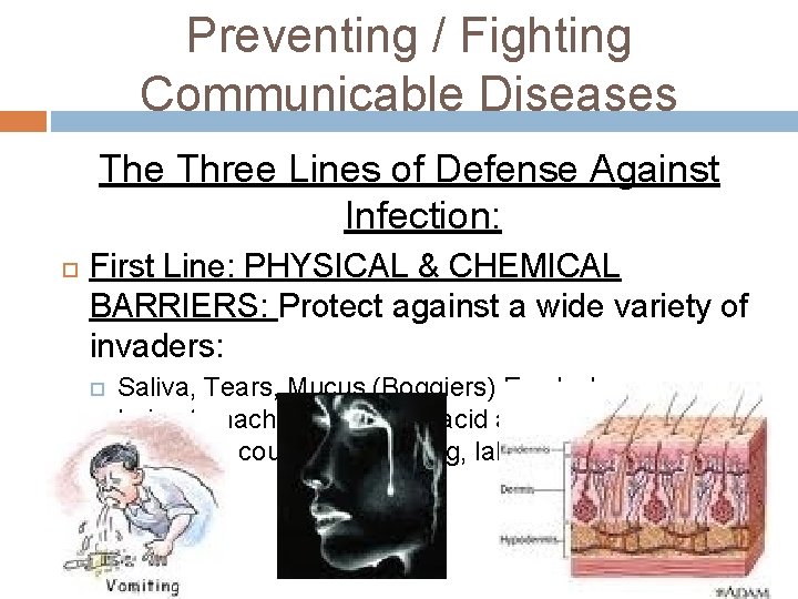 Preventing / Fighting Communicable Diseases The Three Lines of Defense Against Infection: First Line: