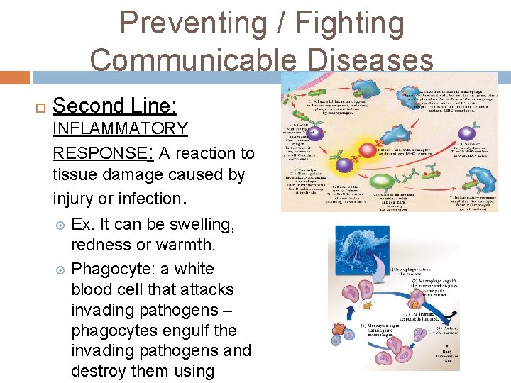 Preventing / Fighting Communicable Diseases Second Line: INFLAMMATORY RESPONSE: A reaction to tissue damage