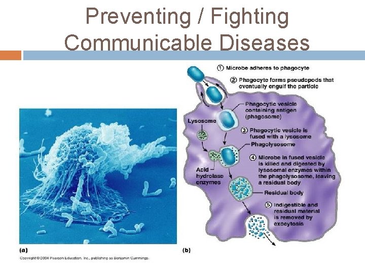 Preventing / Fighting Communicable Diseases 