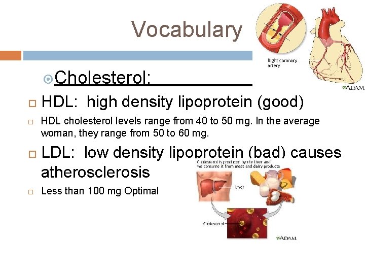 Vocabulary Cholesterol: HDL: high density lipoprotein (good) HDL cholesterol levels range from 40 to