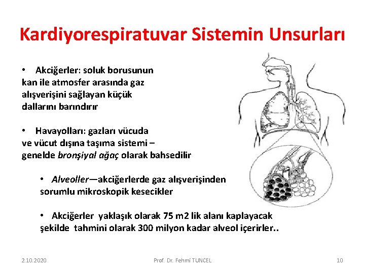 Kardiyorespiratuvar Sistemin Unsurları • Akciğerler: soluk borusunun kan ile atmosfer arasında gaz alışverişini sağlayan