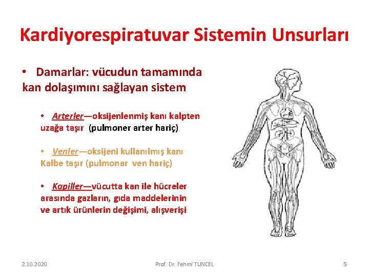 Kardiyorespiratuvar Sistemin Unsurları • Damarlar: vücudun tamamında kan dolaşımını sağlayan sistem • Arterler—oksijenlenmiş kanı