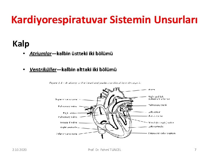 Kardiyorespiratuvar Sistemin Unsurları Kalp • Atriumlar—kalbin üstteki iki bölümü • Ventriküller—kalbin alttaki iki bölümü