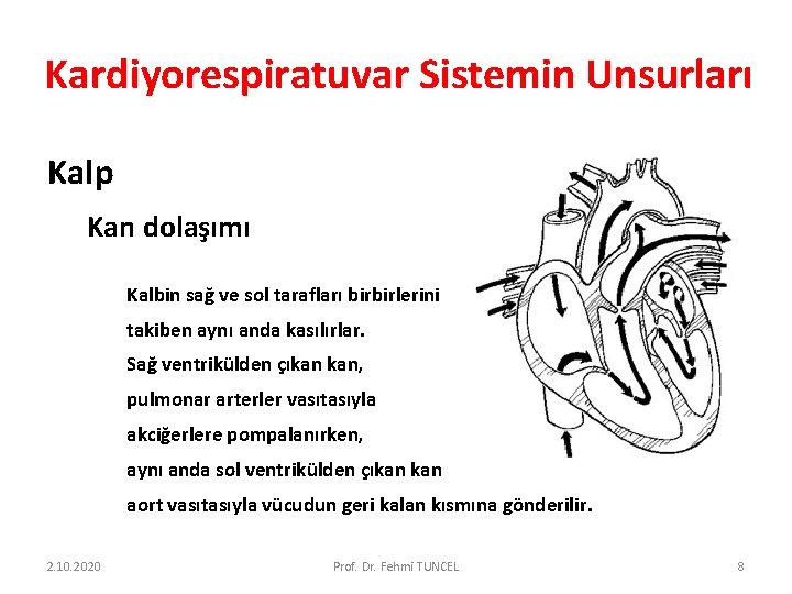 Kardiyorespiratuvar Sistemin Unsurları Kalp Kan dolaşımı Kalbin sağ ve sol tarafları birbirlerini takiben aynı