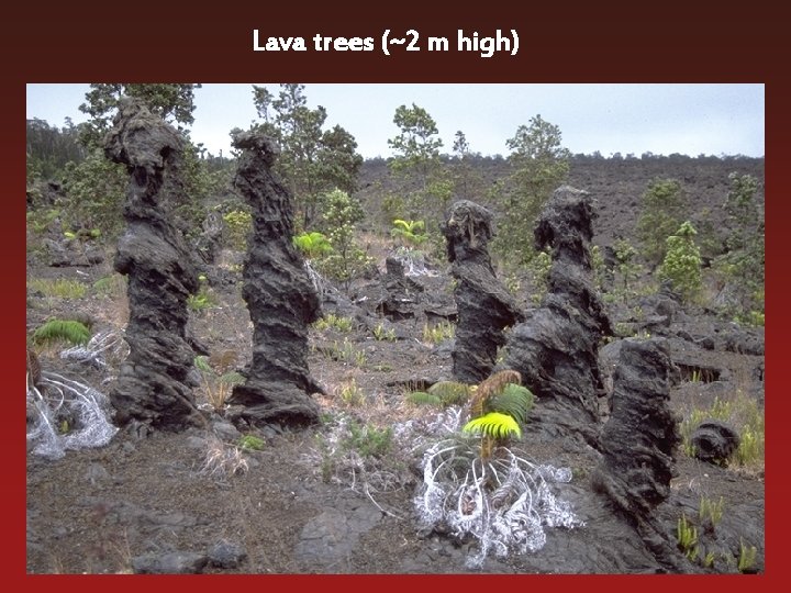 Lava trees (~2 m high) 