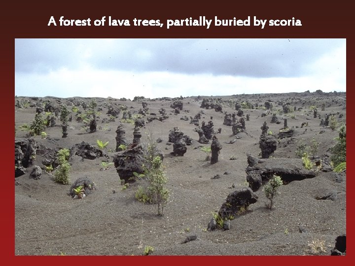 A forest of lava trees, partially buried by scoria 