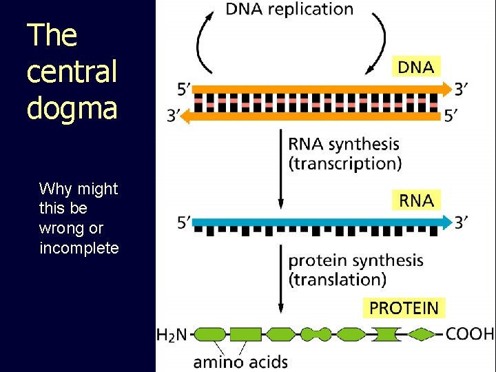 The central dogma Why might this be wrong or incomplete 