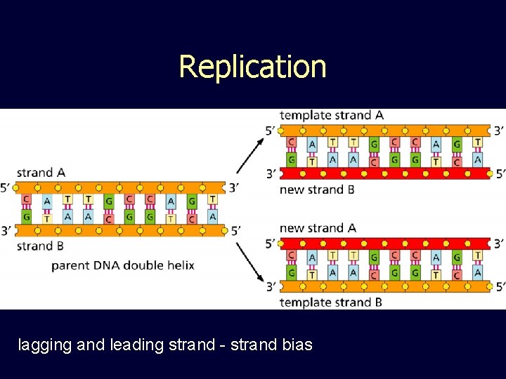 Replication lagging and leading strand - strand bias 