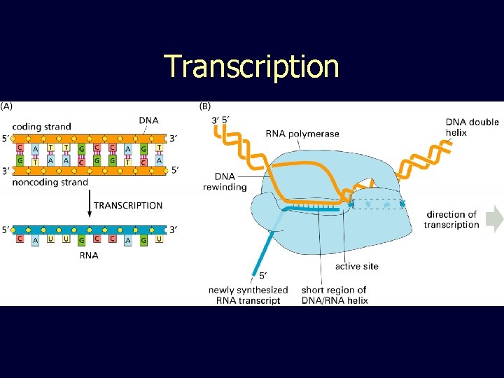 Transcription 