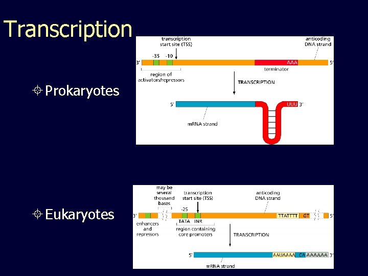 Transcription Prokaryotes Eukaryotes 