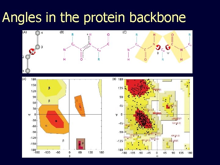 Angles in the protein backbone 