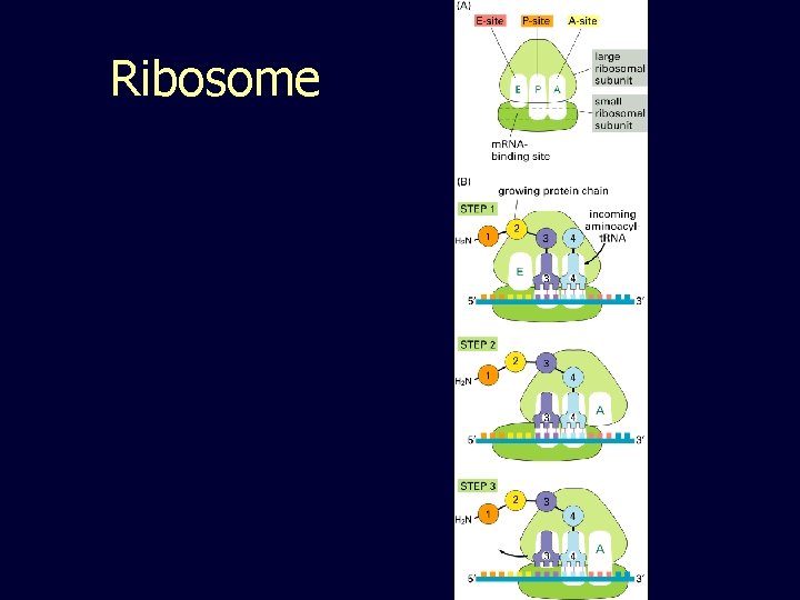 Ribosome 