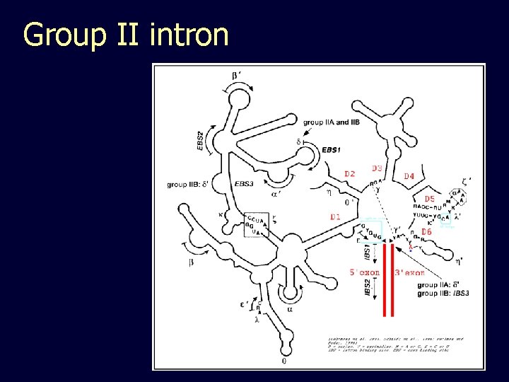 Group II intron 