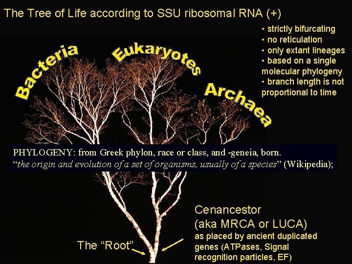 The Tree of Life according to SSU ribosomal RNA (+) • strictly bifurcating •