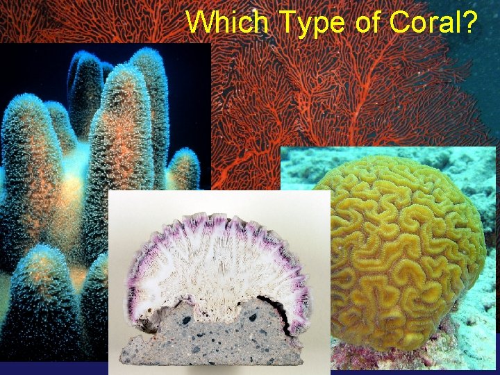 Which Type of Coral? 