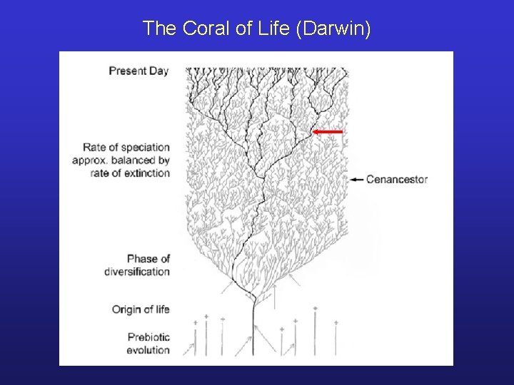 The Coral of Life (Darwin) 