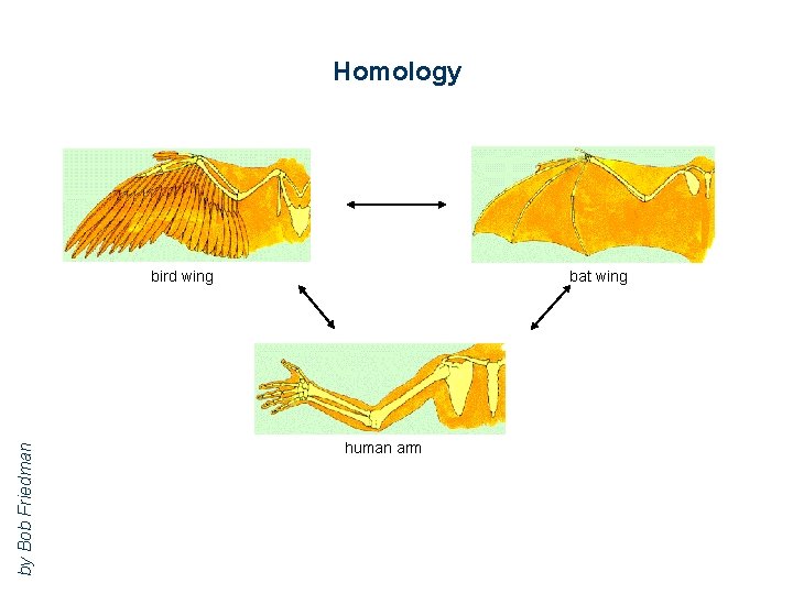 Homology by Bob Friedman bird wing bat wing human arm 