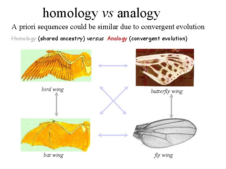 homology vs analogy A priori sequences could be similar due to convergent evolution Homology