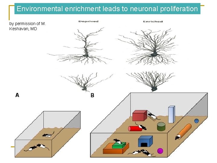 Environmental enrichment leads to neuronal proliferation by permission of M. Keshavan, MD 