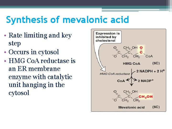 Synthesis of mevalonic acid • Rate limiting and key step • Occurs in cytosol