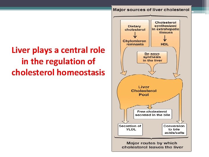 Liver plays a central role in the regulation of cholesterol homeostasis 