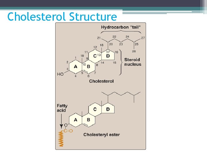 Cholesterol Structure 