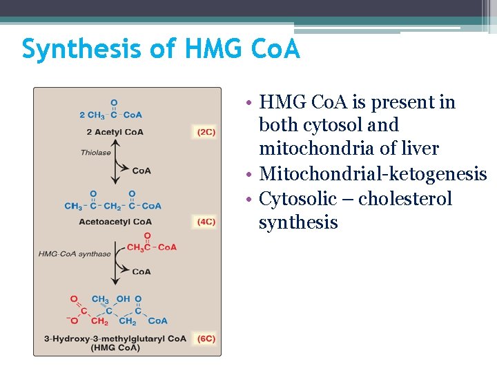 Synthesis of HMG Co. A • HMG Co. A is present in both cytosol