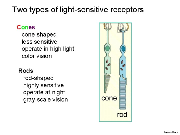 Two types of light-sensitive receptors Cones cone-shaped less sensitive operate in high light color