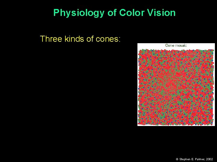 Physiology of Color Vision Three kinds of cones: © Stephen E. Palmer, 2002 