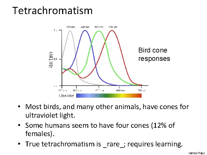 Tetrachromatism Bird cone responses • Most birds, and many other animals, have cones for