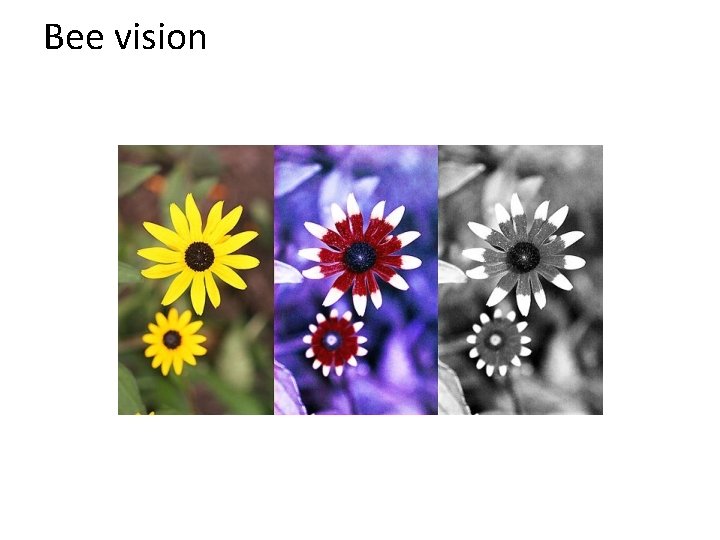 Bee vision 