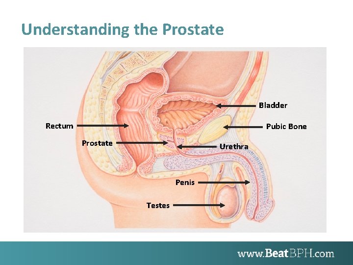 Understanding the Prostate Bladder Rectum Pubic Bone Prostate Urethra Penis Testes 