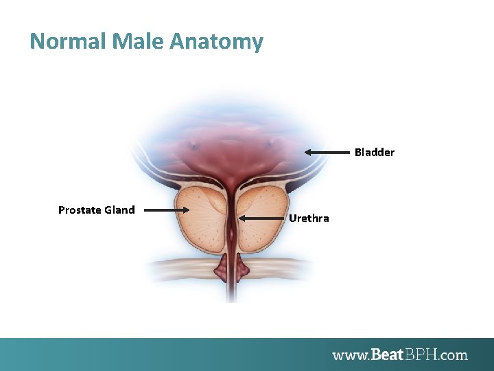 Normal Male Anatomy Bladder Prostate Gland Urethra 