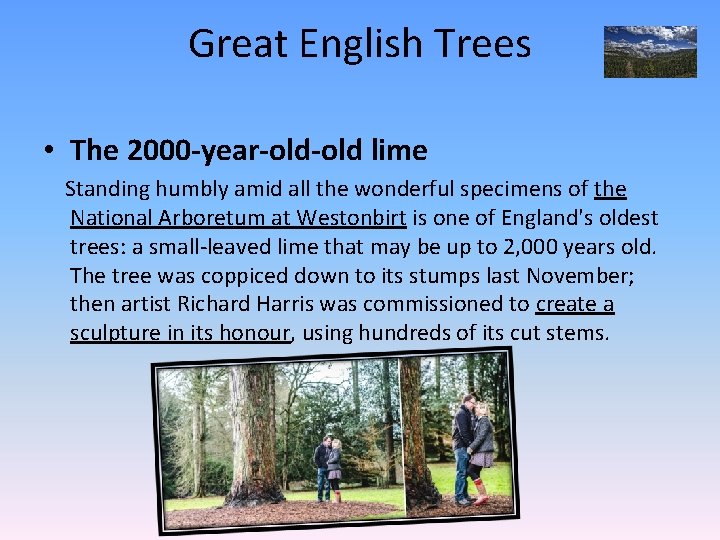 Great English Trees • The 2000 -year-old lime Standing humbly amid all the wonderful