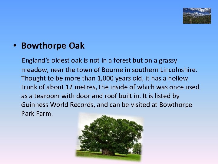  • Bowthorpe Oak England's oldest oak is not in a forest but on