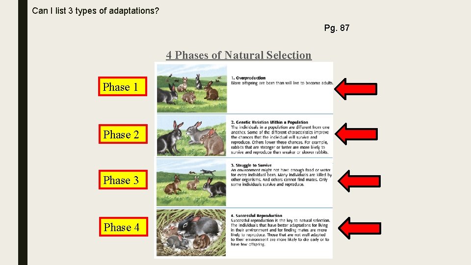 Can I list 3 types of adaptations? Pg. 87 4 Phases of Natural Selection