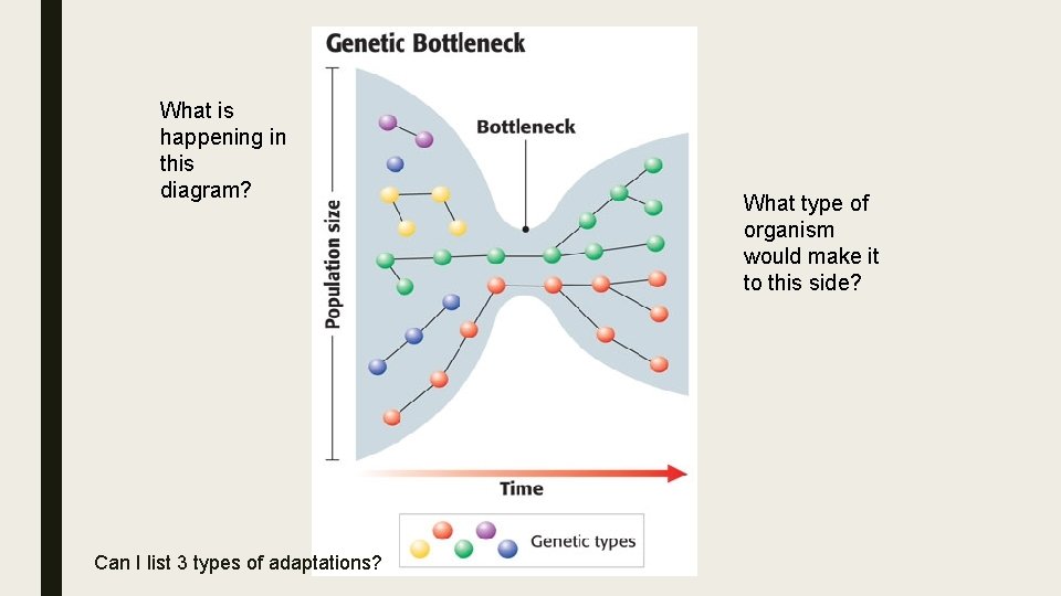 What is happening in this diagram? Can I list 3 types of adaptations? What