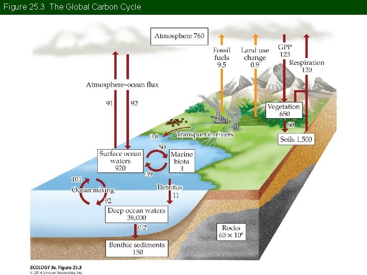 Figure 25. 3 The Global Carbon Cycle 