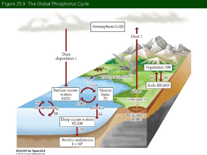Figure 25. 9 The Global Phosphorus Cycle 