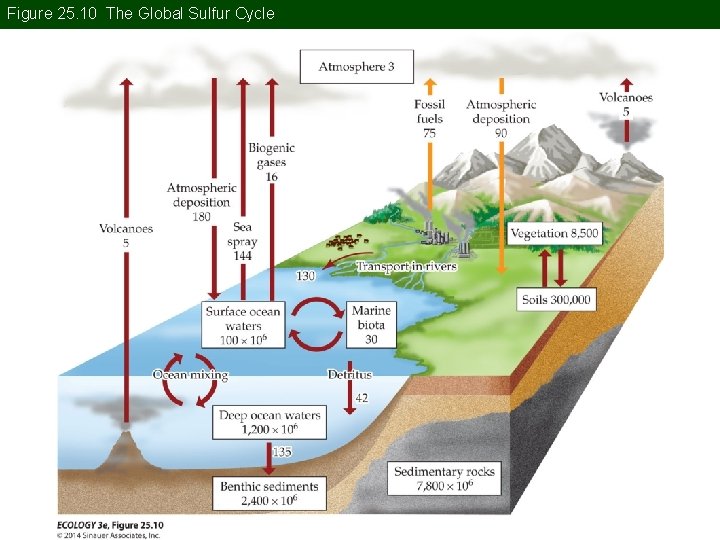 Figure 25. 10 The Global Sulfur Cycle 