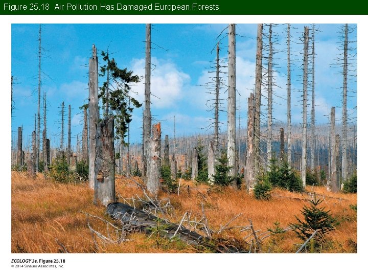 Figure 25. 18 Air Pollution Has Damaged European Forests 