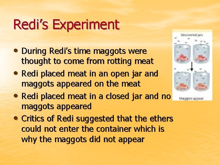 Redi’s Experiment • During Redi’s time maggots were • • • thought to come