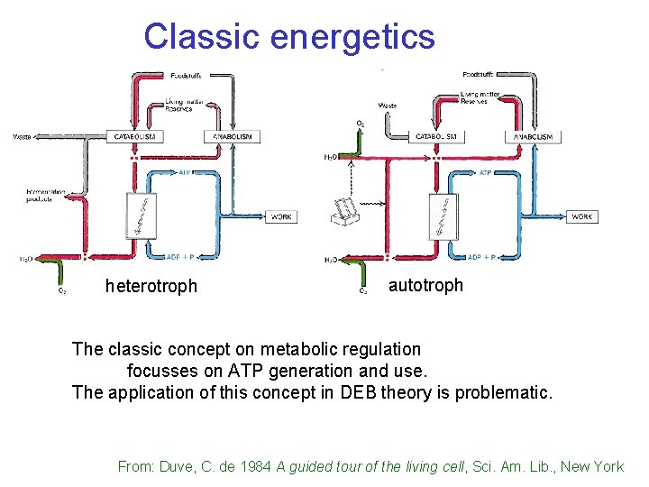 Classic energetics heterotroph autotroph The classic concept on metabolic regulation focusses on ATP generation