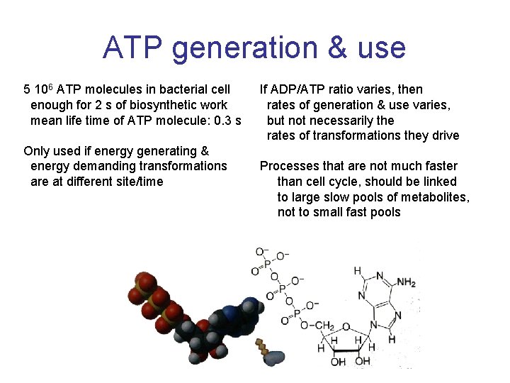 ATP generation & use 5 106 ATP molecules in bacterial cell enough for 2